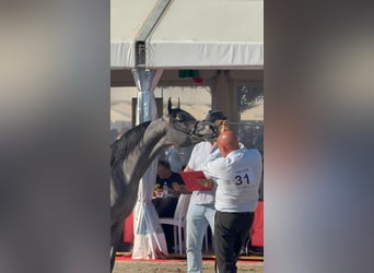 Pura Raza Árabe, Semental, 1 año, Musgo