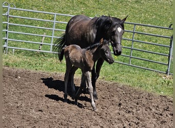 Pura Raza Árabe, Semental, 1 año, Negro