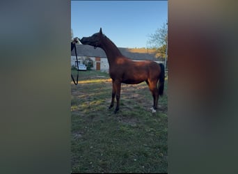 Pura Raza Árabe, Semental, 1 año, Palomino