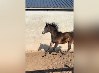 Pura Raza Árabe, Semental, 1 año, Tordillo negro