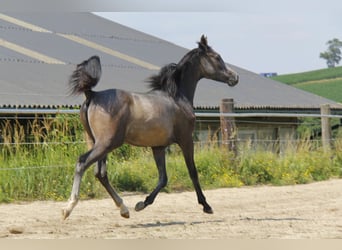 Pura Raza Árabe, Semental, 1 año, Tordo