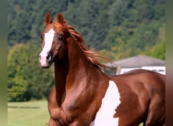 Pura Raza Árabe, Semental, 24 años, 154 cm, Alazán