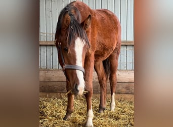 Pura Raza Árabe, Semental, 2 años, 140 cm, Castaño