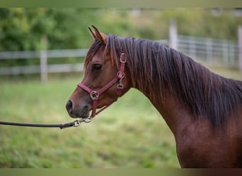 Pura Raza Árabe, Semental, 2 años, 150 cm, Castaño