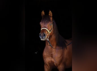 Pura Raza Árabe, Semental, 2 años, 150 cm, Castaño