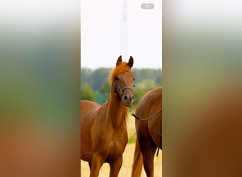 Pura Raza Árabe, Semental, 2 años, 151 cm, Alazán-tostado