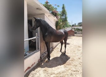 Pura Raza Árabe, Semental, 2 años, 151 cm, Negro