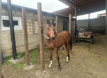 Pura Raza Árabe, Semental, 2 años, 152 cm, Alazán-tostado