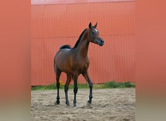 Pura Raza Árabe, Semental, 2 años, 152 cm, Castaño rojizo