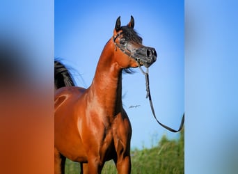 Pura Raza Árabe, Semental, 2 años, 153 cm, Castaño