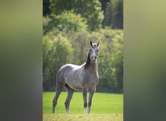 Pura Raza Árabe, Semental, 2 años, 154 cm, Tordo