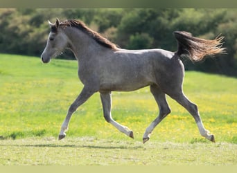 Pura Raza Árabe, Semental, 2 años, 154 cm, Tordo