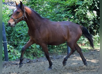 Pura Raza Árabe, Semental, 2 años, 155 cm, Castaño