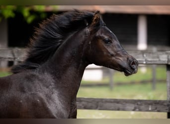 Pura Raza Árabe, Semental, 2 años, 155 cm, Negro