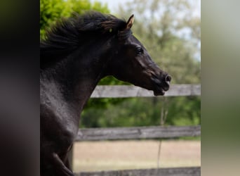 Pura Raza Árabe, Semental, 2 años, 155 cm, Negro