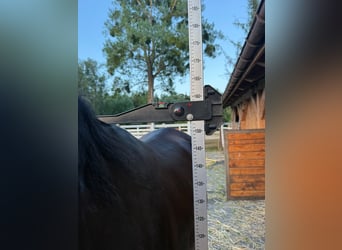 Pura Raza Árabe, Semental, 2 años, 159 cm, Negro