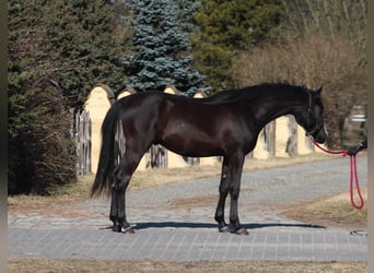 Pura Raza Árabe, Semental, 2 años, 159 cm, Negro