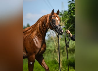 Pura Raza Árabe, Semental, 2 años, Alazán
