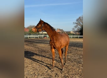 Pura Raza Árabe, Semental, 2 años, Castaño
