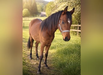 Pura Raza Árabe, Semental, 2 años, Castaño