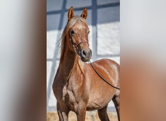 Pura Raza Árabe, Semental, 2 años, Musgo
