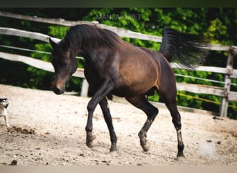 Pura Raza Árabe, Semental, 3 años, 150 cm, Castaño oscuro