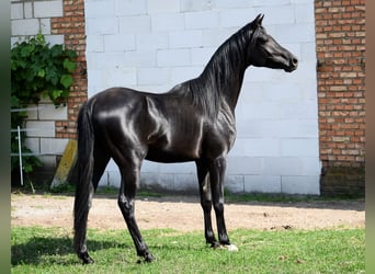 Pura Raza Árabe, Semental, 3 años, 150 cm, Negro