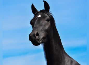 Pura Raza Árabe, Semental, 3 años, 150 cm, Negro