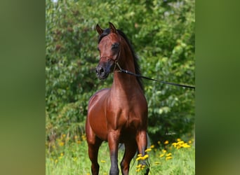 Pura Raza Árabe, Semental, 3 años, 153 cm, Castaño