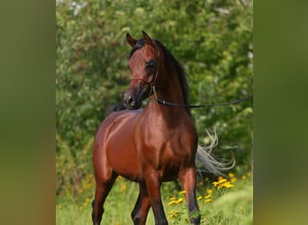 Pura Raza Árabe, Semental, 3 años, 153 cm, Castaño