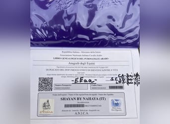 Pura Raza Árabe, Semental, 3 años, 153 cm, Negro