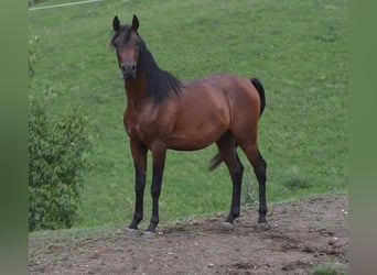 Pura Raza Árabe, Semental, 3 años, 155 cm, Castaño