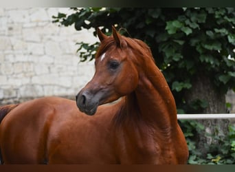 Pura Raza Árabe, Semental, 3 años, 156 cm, Castaño rojizo