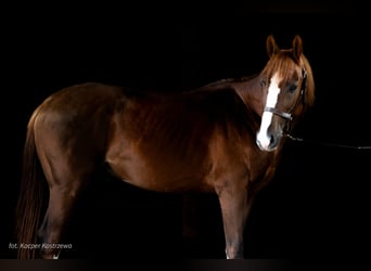 Pura Raza Árabe, Semental, 3 años, 158 cm, Alazán-tostado