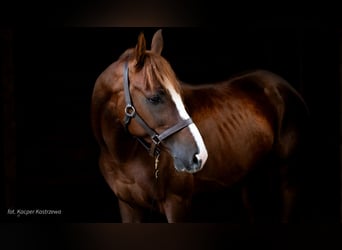 Pura Raza Árabe, Semental, 3 años, 158 cm, Alazán-tostado