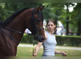 Pura Raza Árabe, Semental, 3 años, 159 cm, Castaño