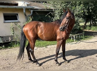 Pura Raza Árabe, Semental, 3 años, 159 cm, Castaño
