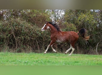 Pura Raza Árabe, Semental, 3 años, 159 cm, Sabino