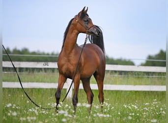 Pura Raza Árabe, Semental, 3 años, Castaño