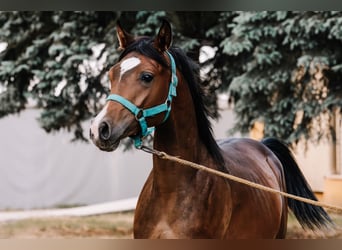 Pura Raza Árabe, Semental, 3 años, Castaño oscuro