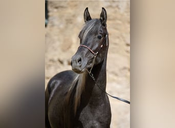 Pura Raza Árabe, Semental, 3 años, Musgo