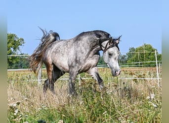 Pura Raza Árabe, Semental, 3 años, Tordo