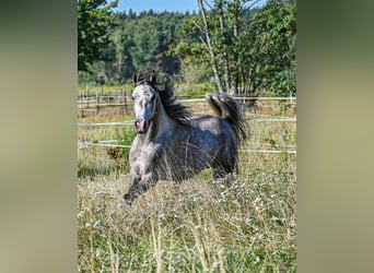 Pura Raza Árabe, Semental, 3 años, Tordo