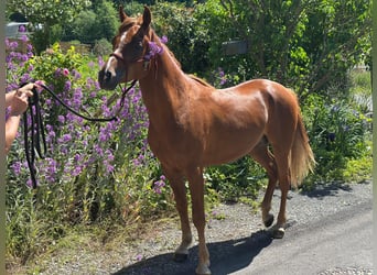 Pura Raza Árabe, Semental, 4 años, 150 cm, Alazán