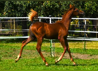 Pura Raza Árabe, Semental, 4 años, Alazán