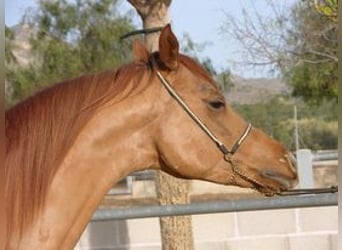 Pura Raza Árabe, Semental, 5 años, 150 cm, Alazán