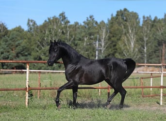 Pura Raza Árabe, Semental, 5 años, 150 cm, Negro