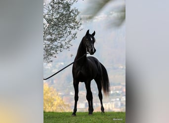 Pura Raza Árabe, Semental, 5 años, 156 cm, Negro
