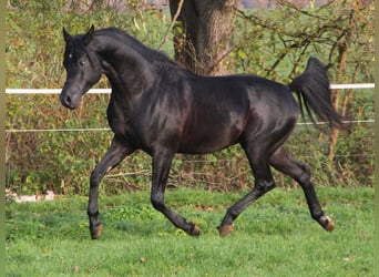 Pura Raza Árabe, Semental, 6 años, 154 cm, Negro