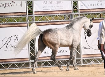 Pura Raza Árabe, Semental, 6 años, 156 cm, Tordo